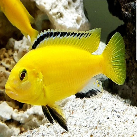 Electric Yellow Labido/Lemon Mbuna Cichlid (Labidochromis caeruleus) 3,5cm