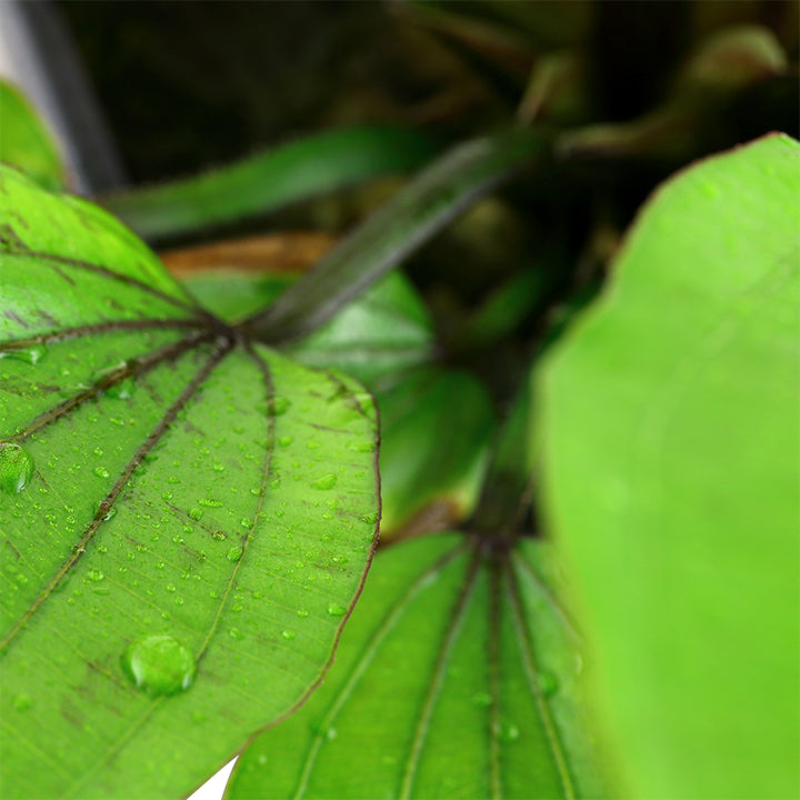 Planta naturala de acvariu, Tropica, Echinodorus Rosé