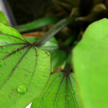 Planta naturala de acvariu, Tropica, Echinodorus Rosé