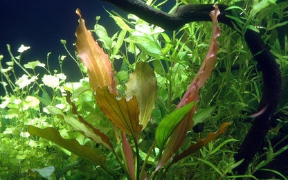 Planta naturala de acvariu, Tropica, Echinodorus Rosé