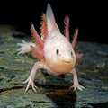 Ambystoma mexicanum mix color, Axolotl