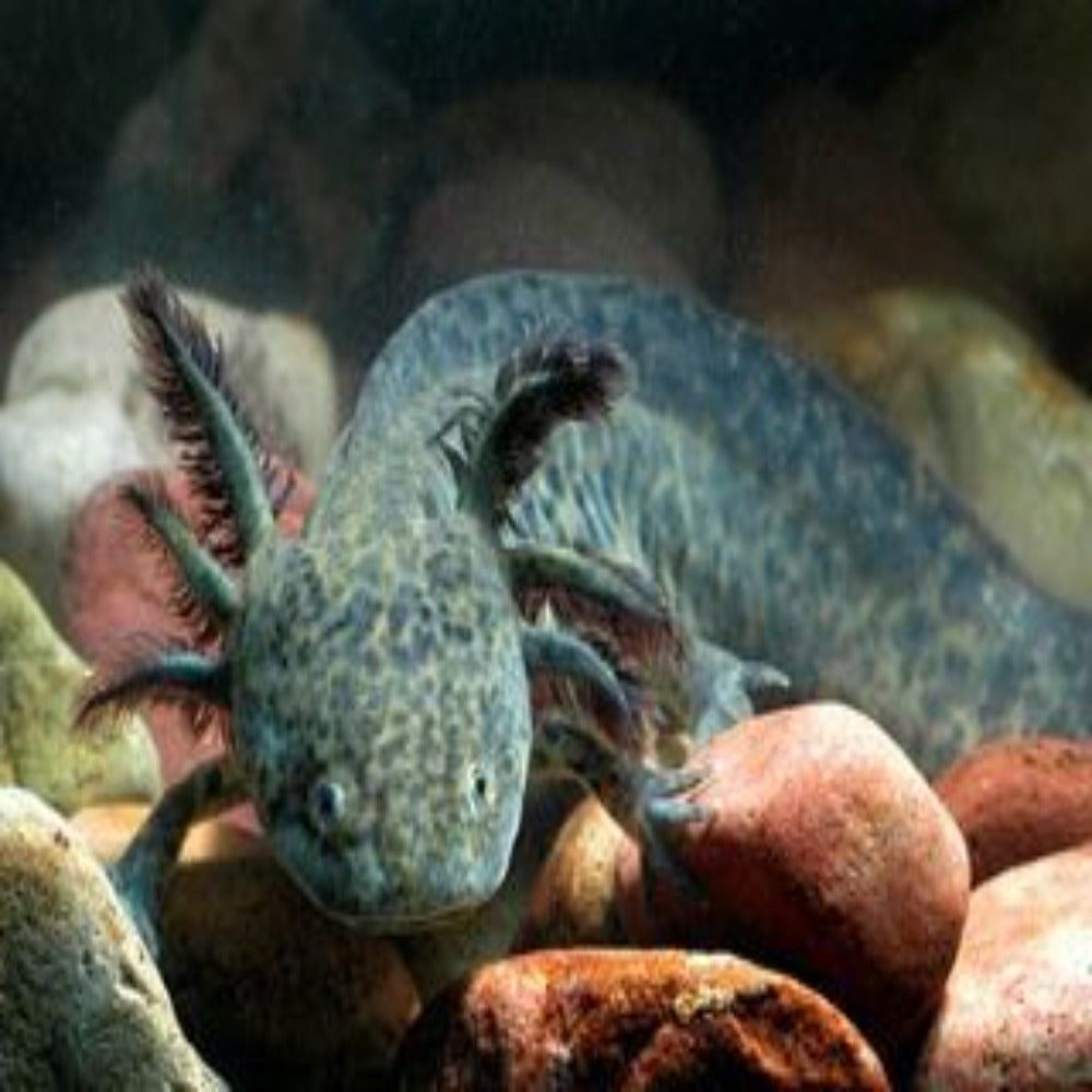 Ambystoma Mexicanum Green, Axolotl