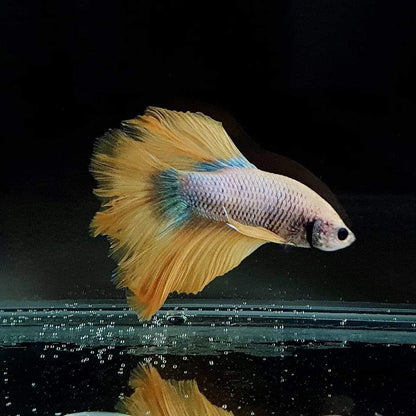 Betta Super Delta mix (coloritul variaza)