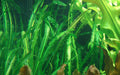 Planta naturala de acvariu, Tropica Aponogeton longiplumulosus, bulb