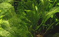 Planta naturala de acvariu, Tropica, Aponogeton madagascariensis, bulb