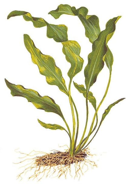 Planta naturala de acvariu, Tropica, Aponogeton ulvaceus, bulb