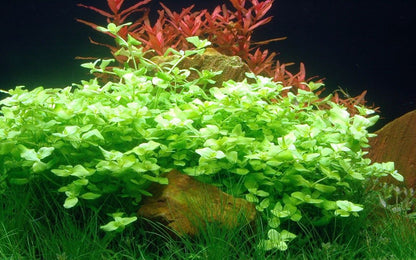 Planta naturala de acvariu, Tropica, Bacopa australis