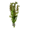 Planta naturala de acvariu, Tropica, Bacopa caroliniana