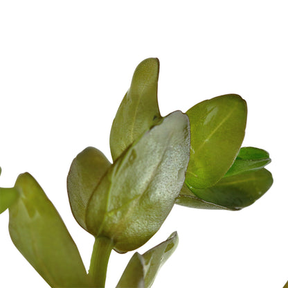 Planta naturala de acvariu, Tropica, Bacopa caroliniana