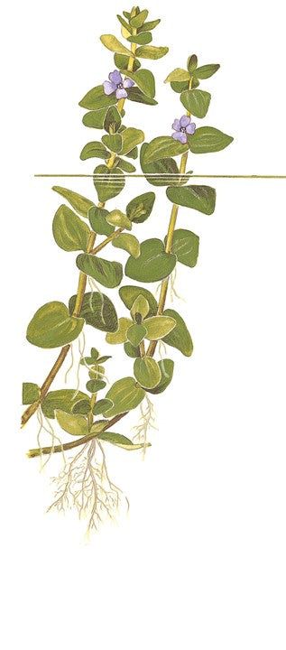 Planta naturala de acvariu, Tropica, Bacopa caroliniana