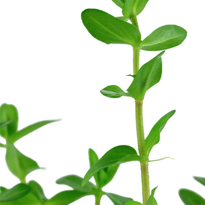 Planta naturala de acvariu,Tropica, Bacopa Caroliniana