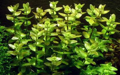 Planta naturala de acvariu,Tropica, Bacopa Caroliniana