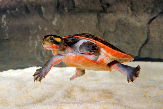 Emydura subglobosa (Red-bellied Short-necked Turtle) M-L