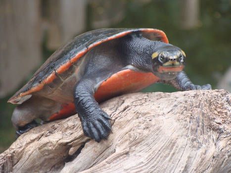 Emydura subglobosa (Red-bellied Short-necked Turtle) M-L