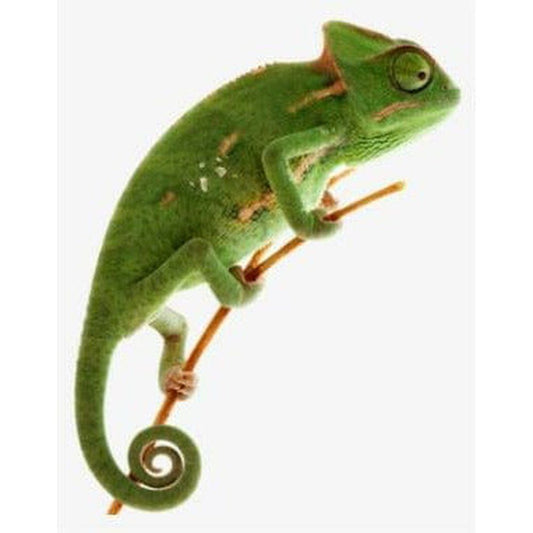 Chamaeleo calyptratus ( Veiled Chameleon)