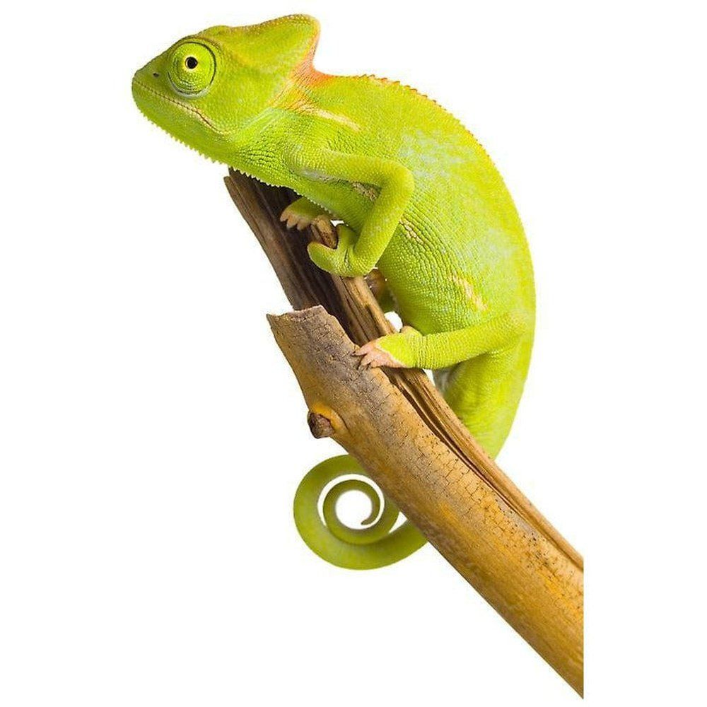 Chamaeleo calyptratus ( Veiled Chameleon)