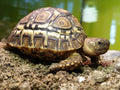Geochelone pardalis (Leopard tortoise, Stigmochelys pardalis) CB 14-20 cm