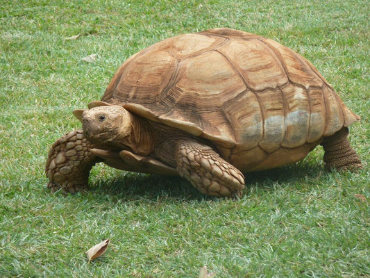 Geochelone sulcata (African Spurred Tortoise, Centrochelys sulcata), baby