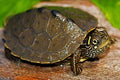 Graptemys ouachitensis (Ouachita Map Turtle, Sabine Map Turtle) 4-5 cm