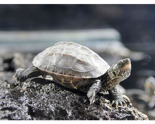 Mauremys reevesii (Chinemys reevesii )