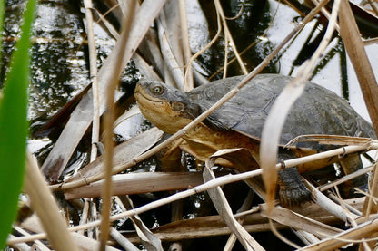 Pelomedusa subrufa (African helmeted turtle ) S-M