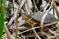 Pelomedusa subrufa (African helmeted turtle ) S-M