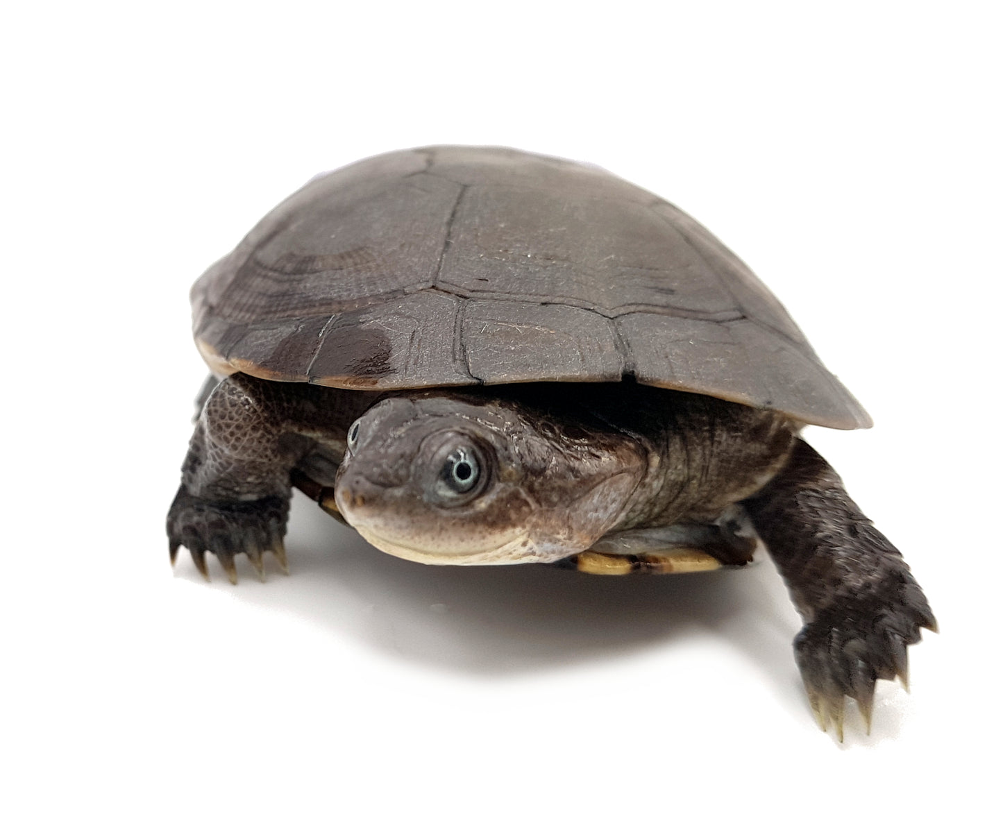 Pelomedusa subrufa (African helmeted turtle ) S-M