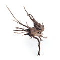 Lemn decorativ acvarii si paludarii, Wio, Striped Wood, M, 40-80 cm