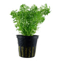 Planta naturala de acvariu, Tropica, Limnophila sessiliflora