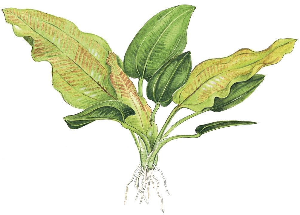 Planta naturala de acvariu, Tropica, Echinodorus cordifolius Fluitans