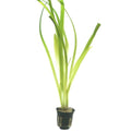 Planta naturala de acvariu, Tropica, Vallisneria americana Gigantea