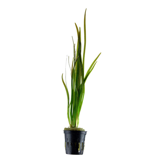 Planta naturala de acvariu, Tropica, Vallisneria spiralis Tiger