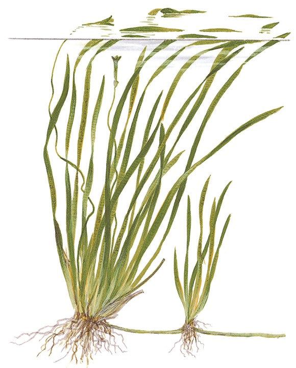 Planta naturala de acvariu, Tropica, Vallisneria spiralis Tiger