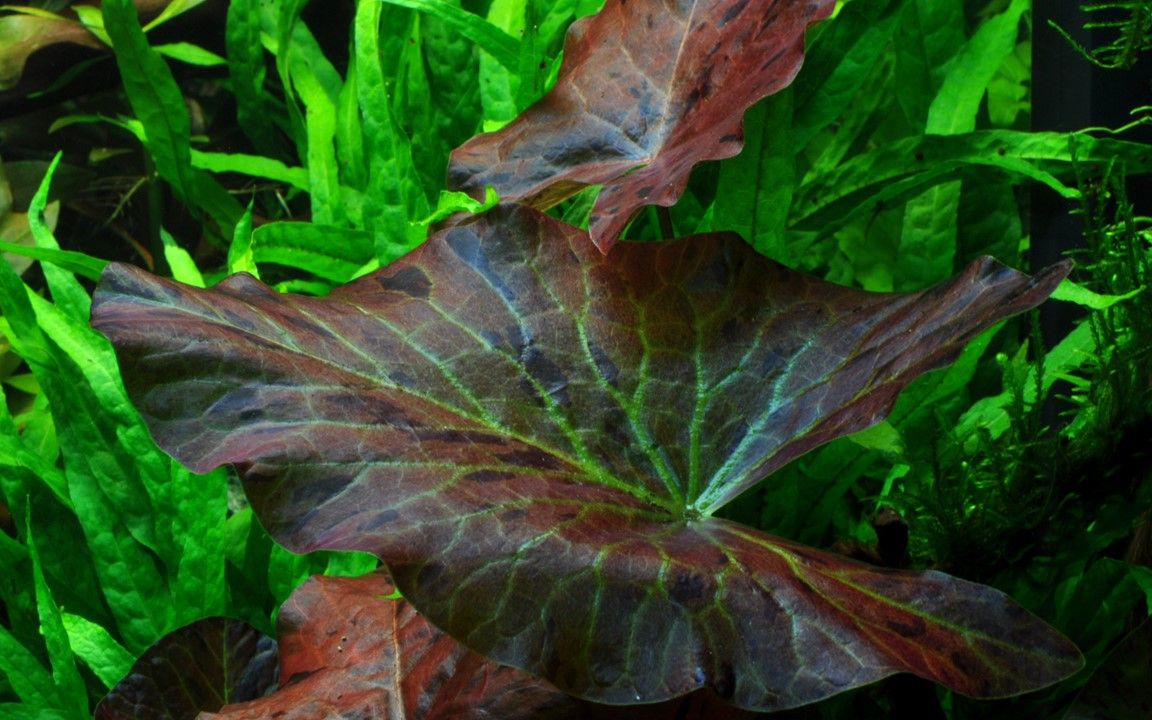 Planta naturala de acvariu, Tropica, Nymphaea lotus