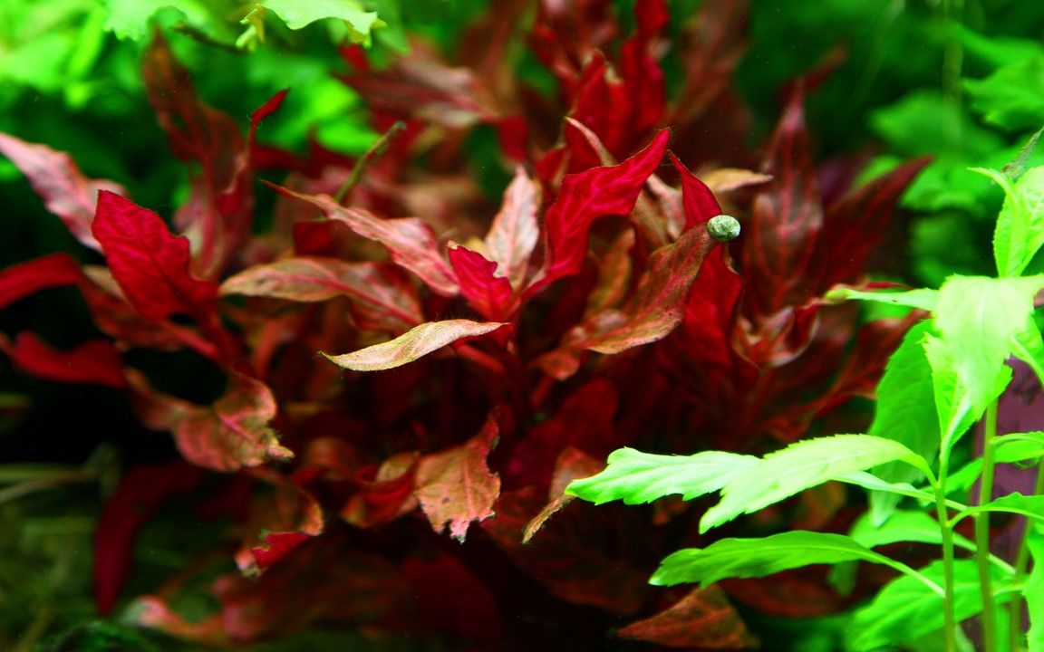 Planta naturala de acvariu, Tropica, Alternanthera reineckii Rosanervig