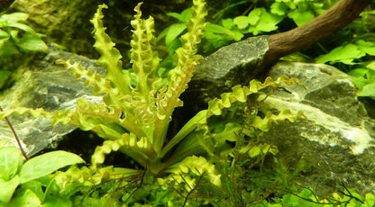 Planta naturala de acvariu, Tropica, Pogostemon helferi on lava stone