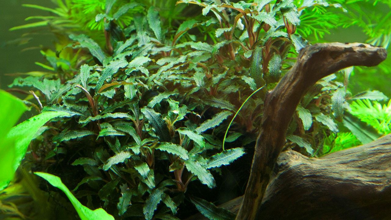 Planta naturala de acvariu, Tropica, Bucephalandra sp. Red