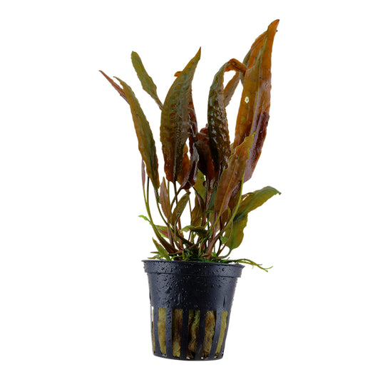 Planta naturala de acvariu, Tropica, Cryptocoryne usteriana