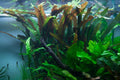 Planta naturala de acvariu, Tropica, Cryptocoryne usteriana