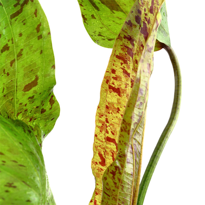 Planta naturala de acvariu, Tropica, Echinodorus Ozelot Green