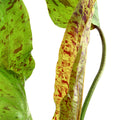 Planta naturala de acvariu, Tropica, Echinodorus Ozelot Green