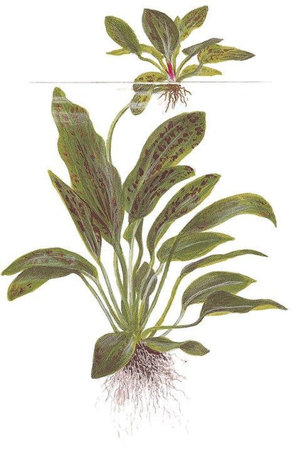 Planta naturala de acvariu, Tropica, Echinodorus Ozelot Green