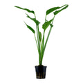 Planta naturala de acvariu, Tropica, Echinodorus palifolius
