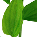 Planta naturala de acvariu, Tropica, Echinodorus palifolius
