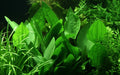 Planta naturala de acvariu, Tropica, Echinodorus palifolius