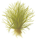 Planta naturala de acvariu, Tropica, Lilaeopsis mauritiana