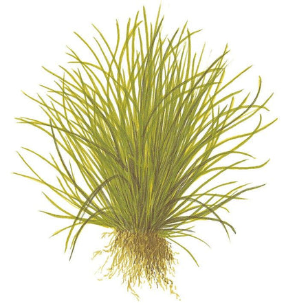 Planta naturala de acvariu, Tropica, Lilaeopsis mauritiana