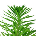 Planta naturala de acvariu, Tropica, Pogostemon deccanensis