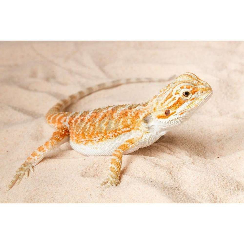 Agama cu barba, Pogona vitticeps (Bearded Dragon) 14 cm