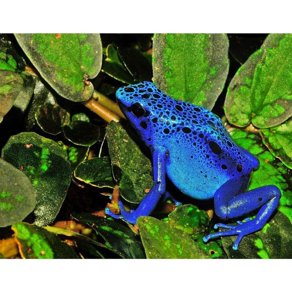 Dendrobates azureus